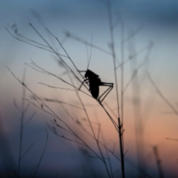 Crickets remind me of when I finish work in the summer and it is night time.