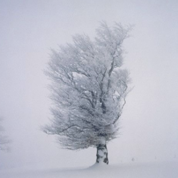 I am not a fan of the winter but winter always brings beauty.