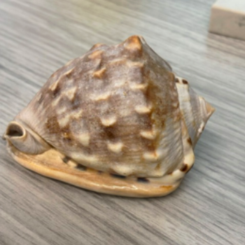 Conch Shell Texture